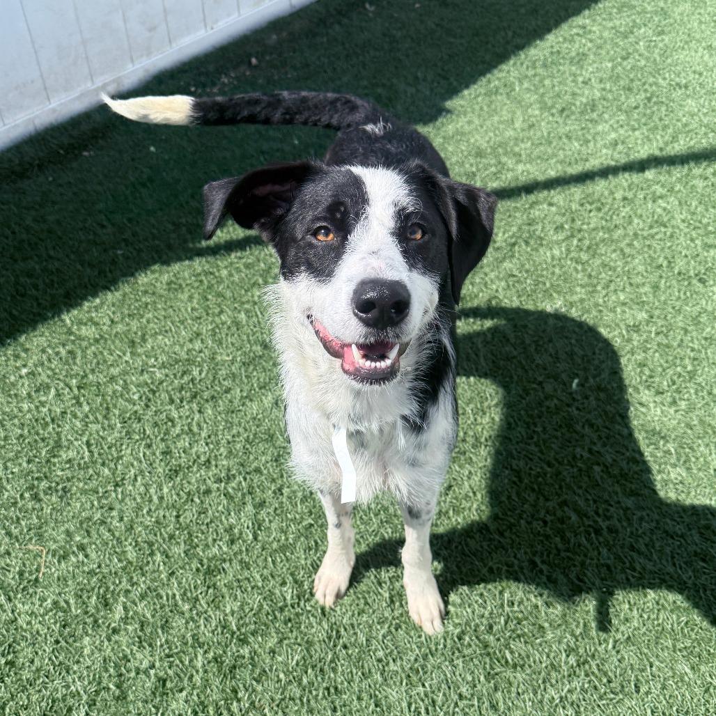 Laffy Taffy, Adoptable, Adult Female Border Collie & Bulldog.