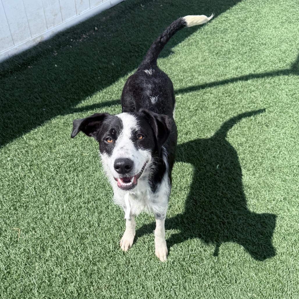 Enlarge Laffy Taffy, a Adoptable mixed breed in Jacksonville, NC image 2/4