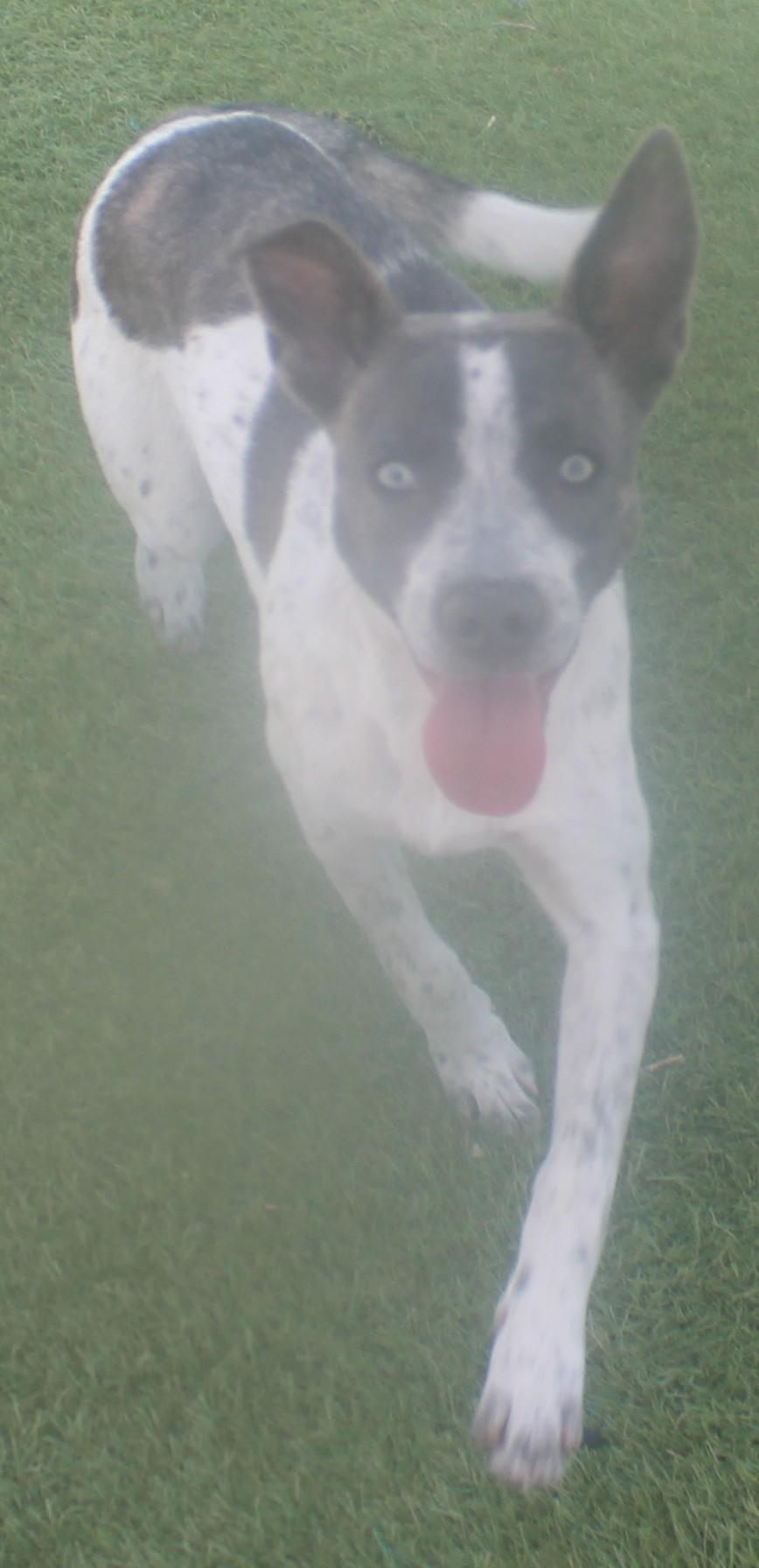 Gurdy, an adopted mixed breed in Wasco, CA image 2/6
