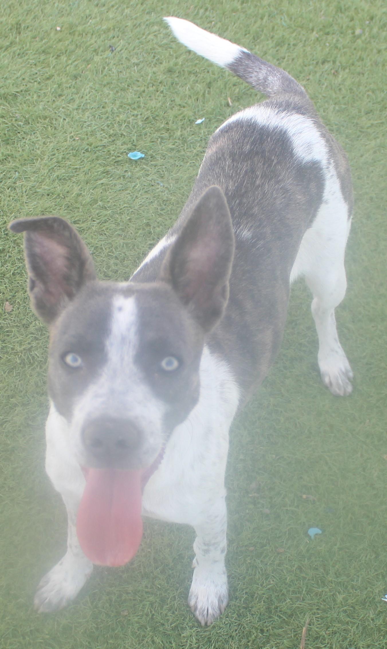 Gurdy, an adopted mixed breed in Wasco, CA image 3/6
