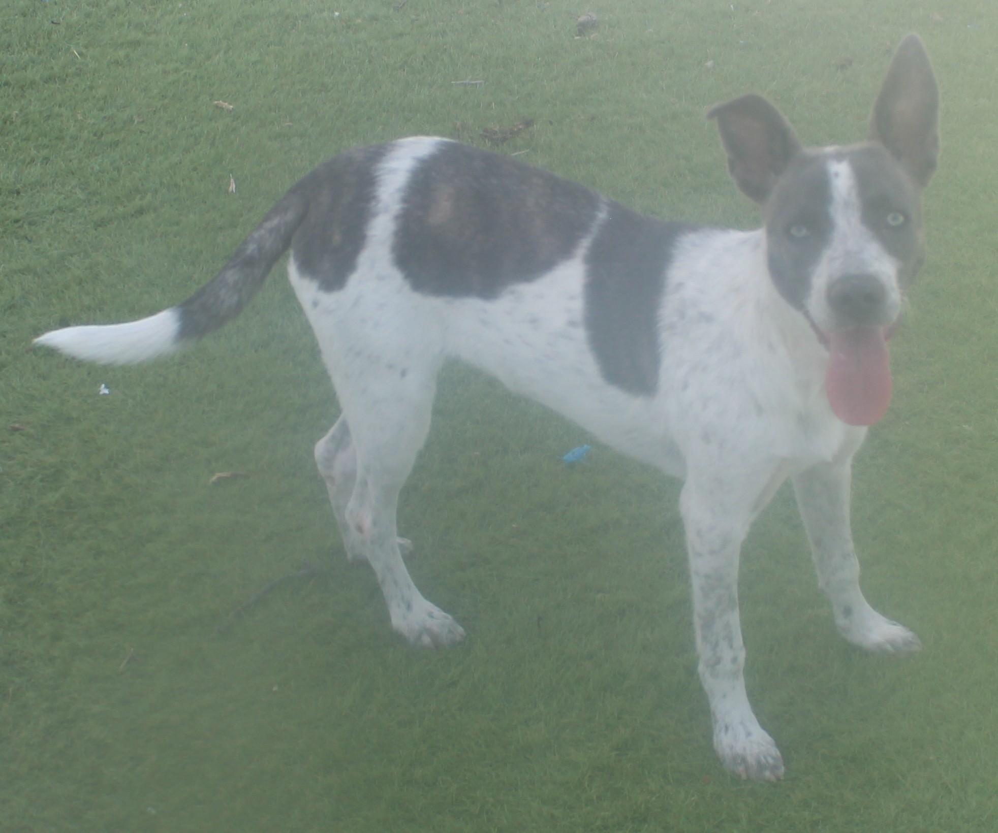 Gurdy, an adopted mixed breed in Wasco, CA image 5/6