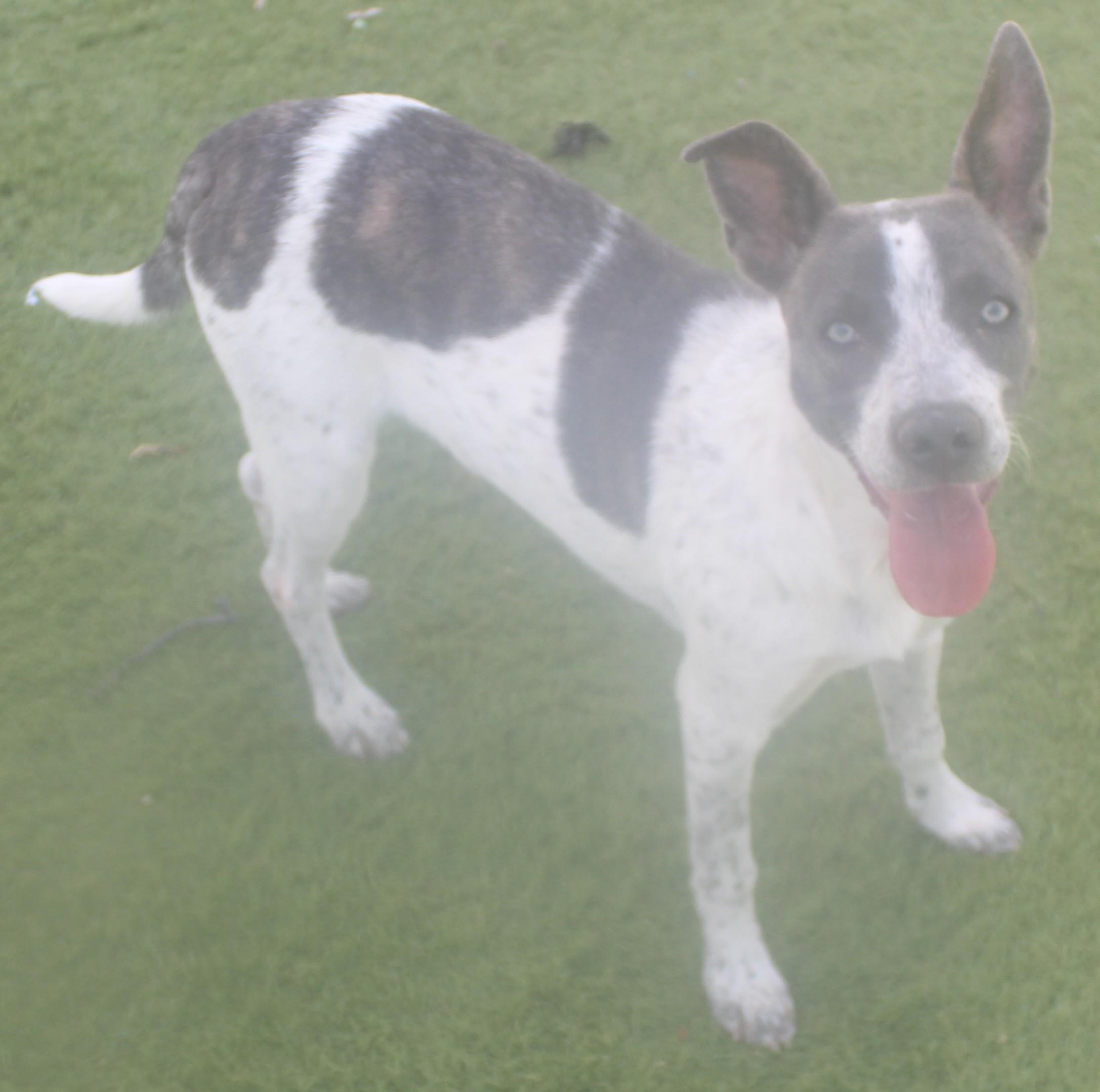Gurdy, an adopted mixed breed in Wasco, CA image 4/6