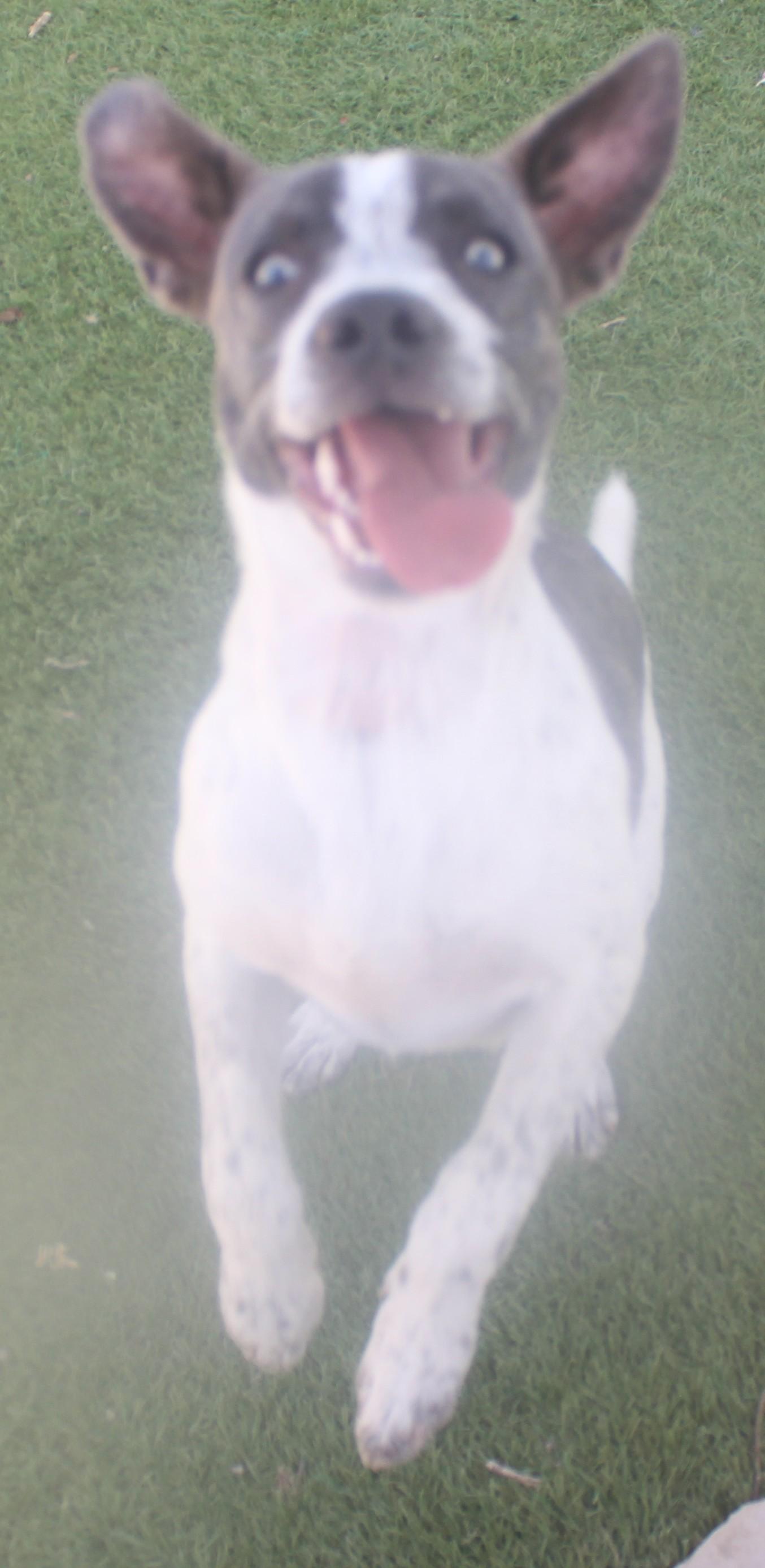 Gurdy, adopted, Young Female Terrier & Australian Cattle Dog / Blue Heeler.