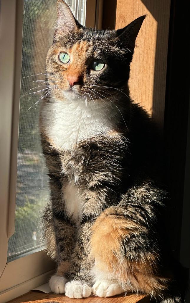 Abigirl, Adoptable, Adult Female Domestic Short Hair.