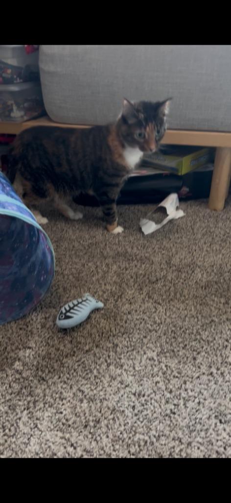 Abigirl, a Adoptable mixed breed in New Kensington, PA image 3/6