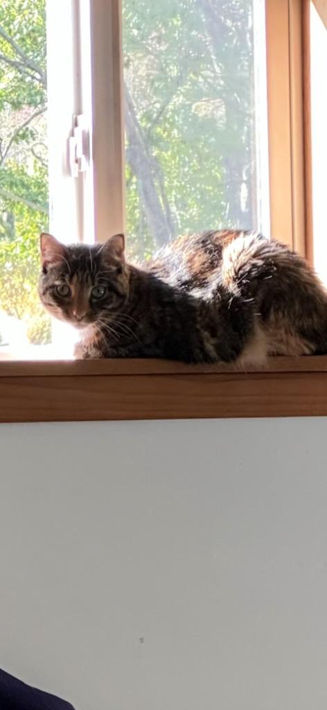 Abigirl, a Adoptable mixed breed in New Kensington, PA image 5/6