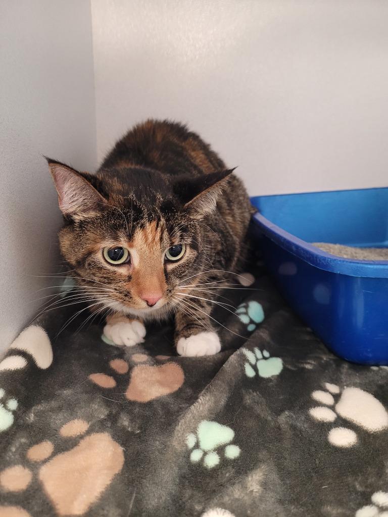 Abigirl, a Adoptable mixed breed in New Kensington, PA image 6/6