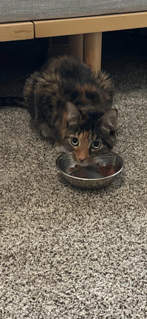 Enlarge Abigirl, a Adoptable mixed breed in New Kensington, PA image 6/6