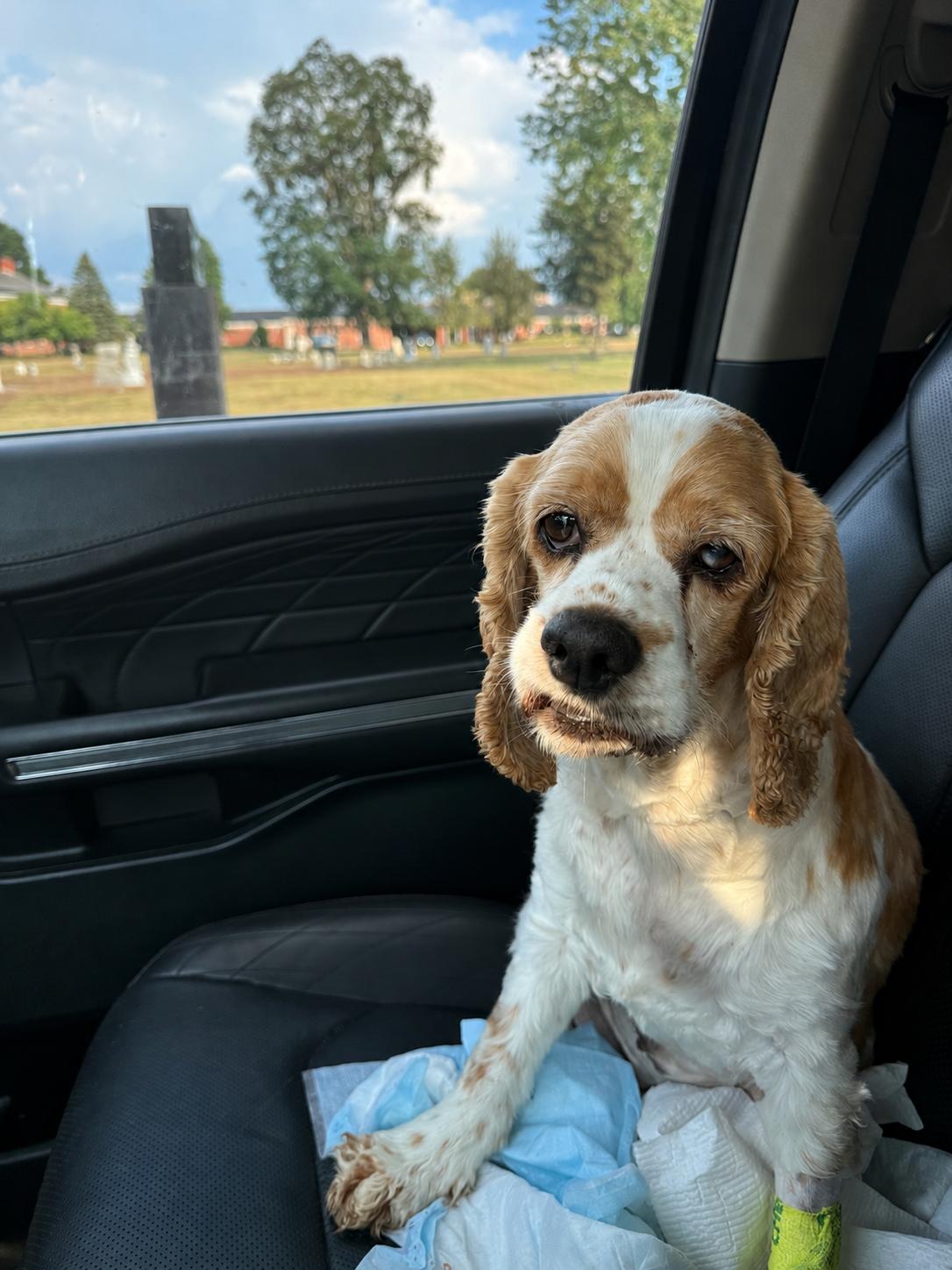 Enlarge Mildred Millie, a Adopted Cocker Spaniel in Delmar, NY image 5/5