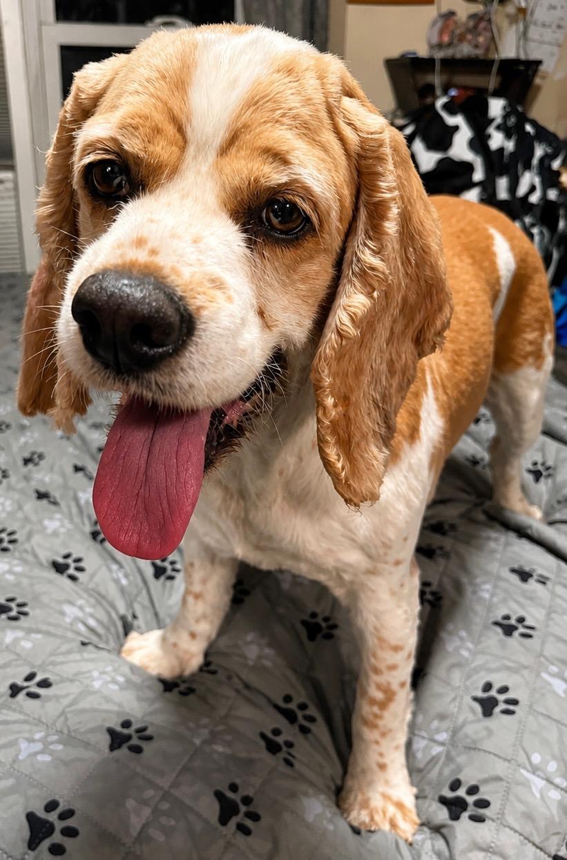 Mildred Millie, Adopted, Adult Female Cocker Spaniel.