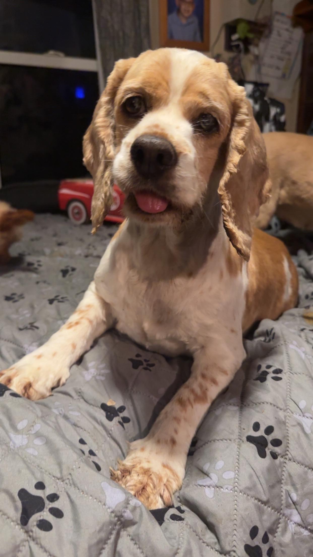 Enlarge Mildred Millie, a Adopted Cocker Spaniel in Delmar, NY image 3/5