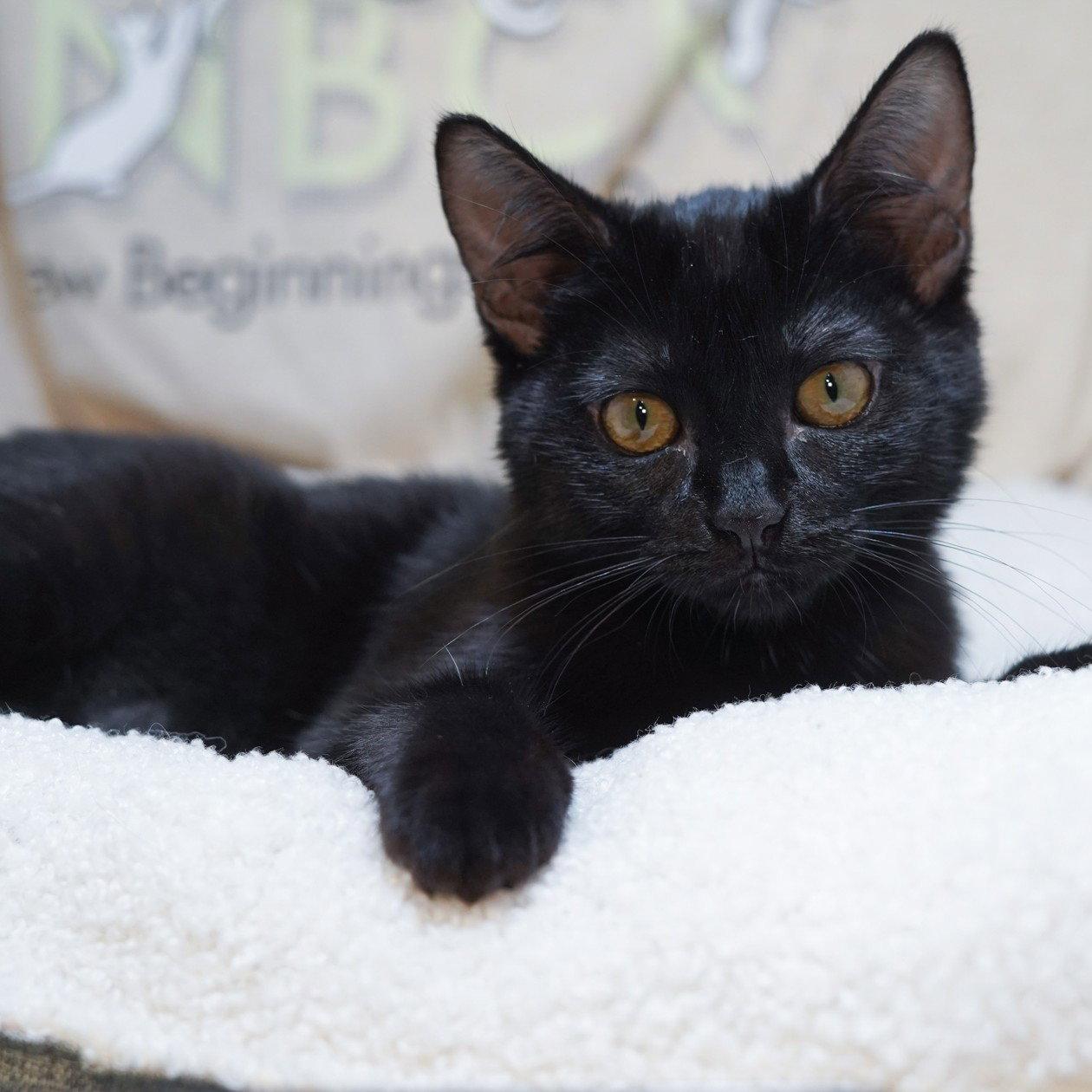 Tessa, Adoptable, Kitten Female Domestic Short Hair.