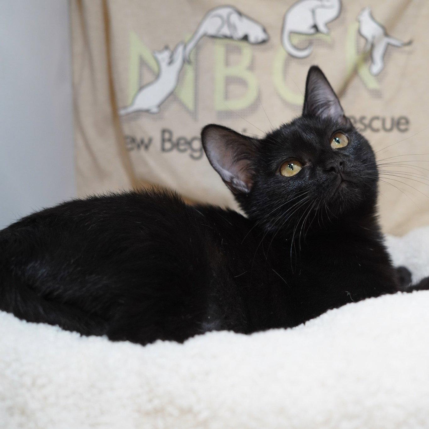 Tessa, a Adoptable Domestic Short Hair in Garland, TX image 2/3