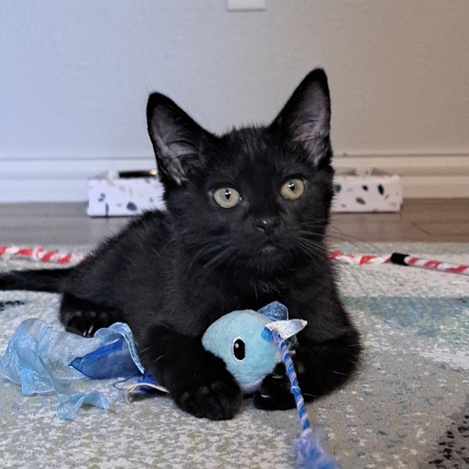 Tessa, a Adoptable Domestic Short Hair in Garland, TX image 3/3