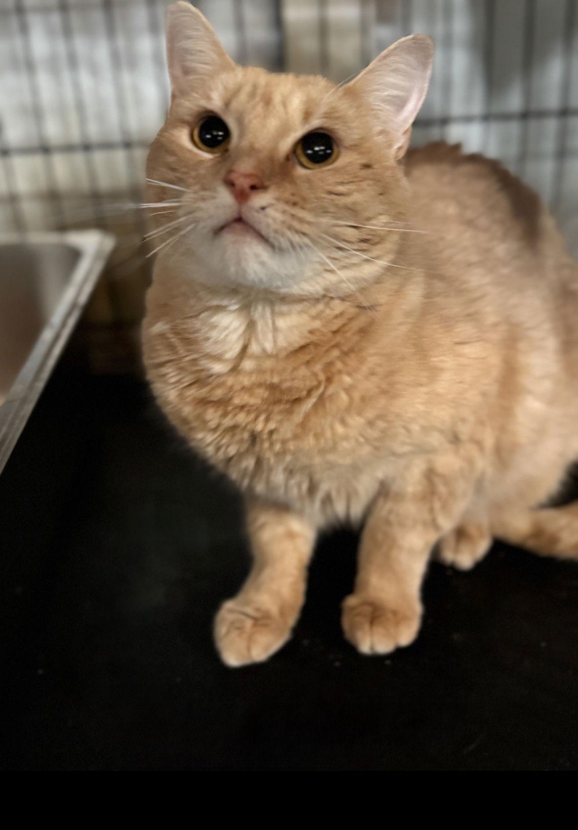 Flora, Adoptable, Adult Female Domestic Short Hair.