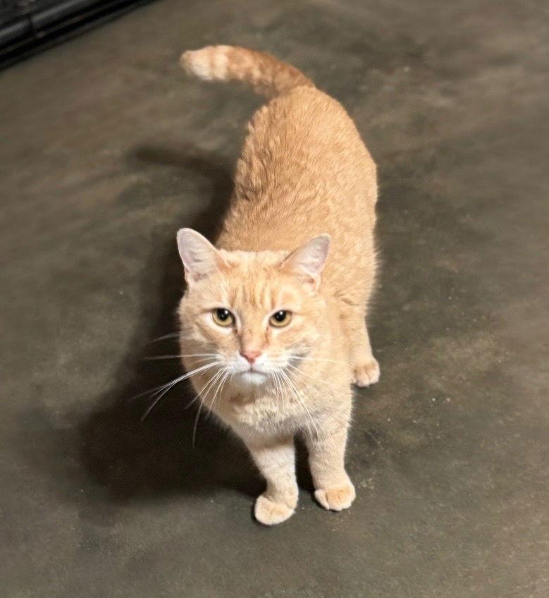 Enlarge Flora, a Adoptable Domestic Short Hair in Hammond, LA image 2/2