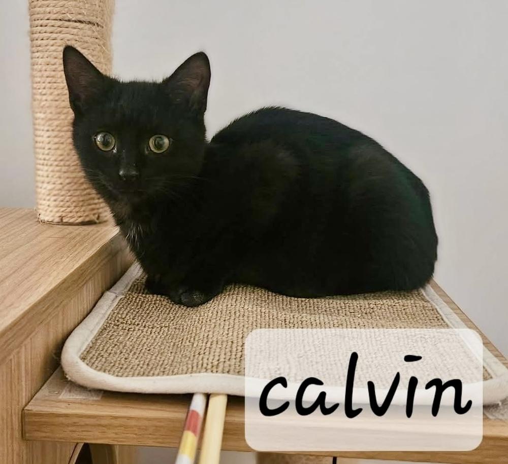 Enlarge Calvin, a Adoptable Domestic Short Hair in Chalfont, PA image 1/5