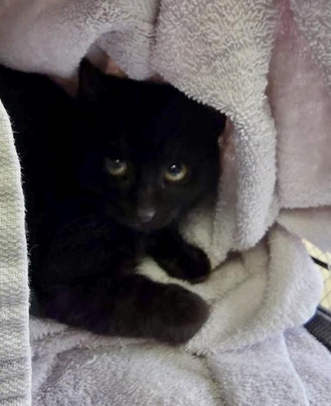 Enlarge Calvin, a Adoptable Domestic Short Hair in Chalfont, PA image 1/3