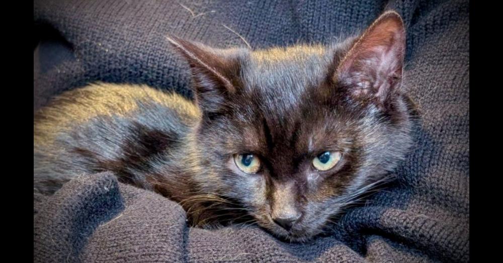 Enlarge Calvin, a Adoptable Domestic Short Hair in Chalfont, PA image 2/3