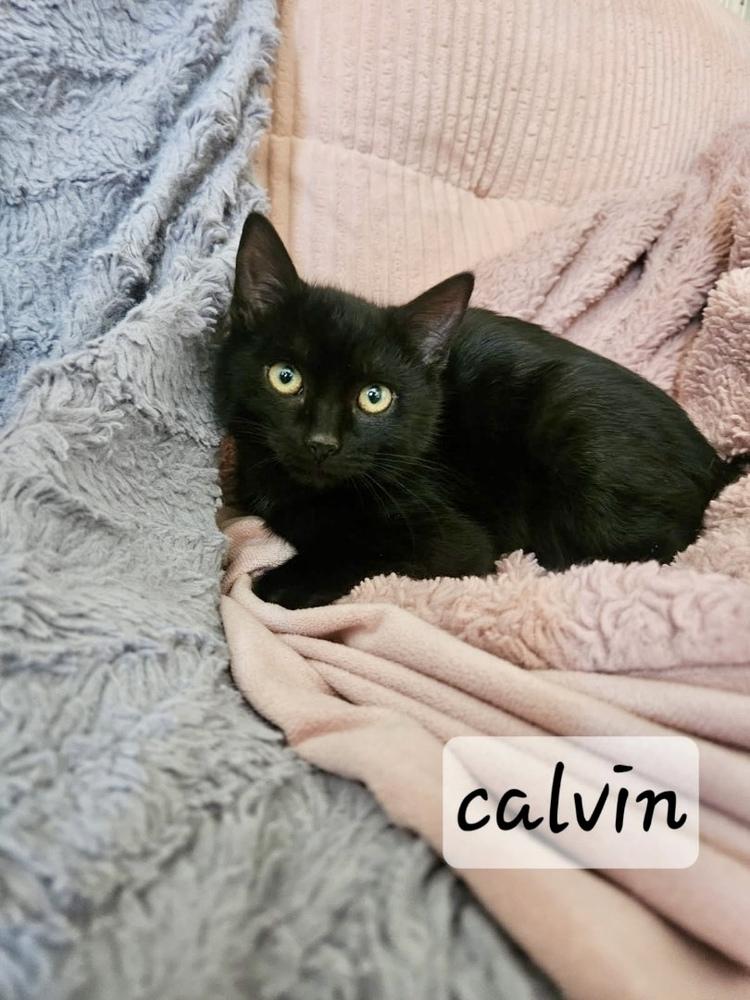 Enlarge Calvin, a Adoptable Domestic Short Hair in Chalfont, PA image 5/5
