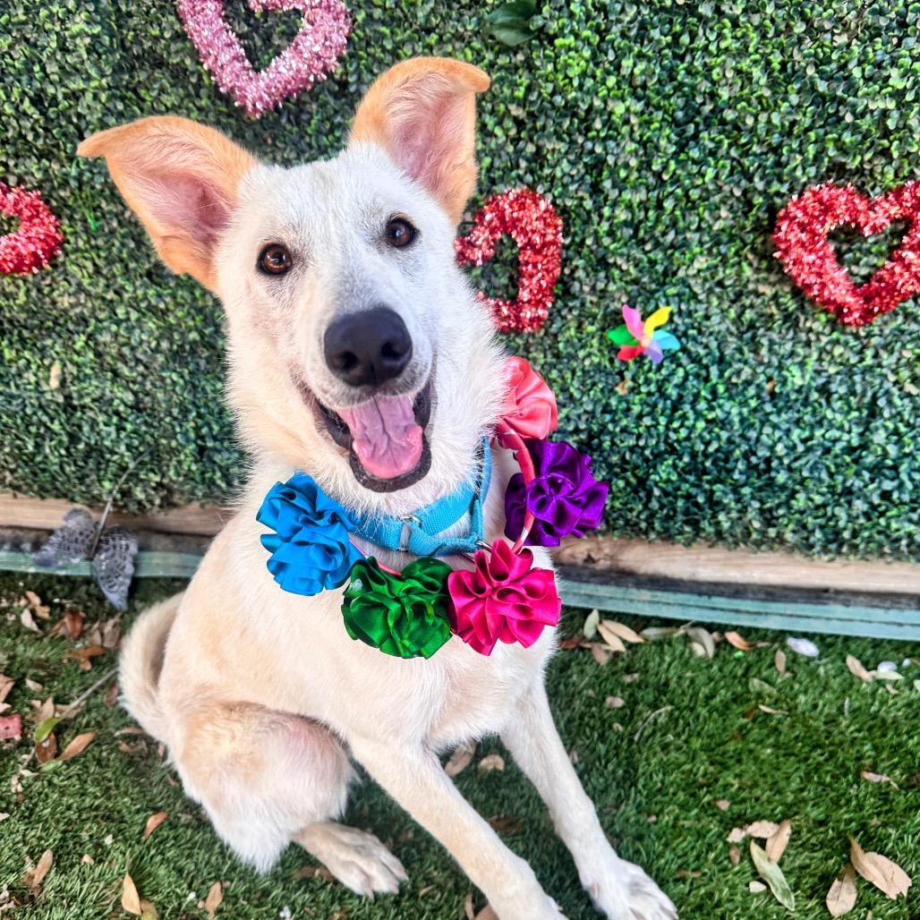 Crinkle Cut — thumbnail 2