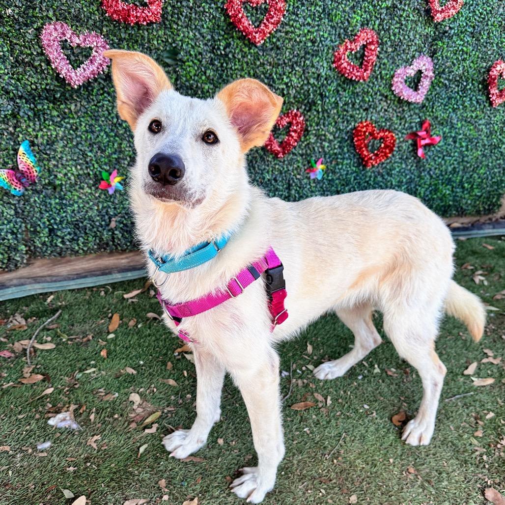 Crinkle Cut — thumbnail 6