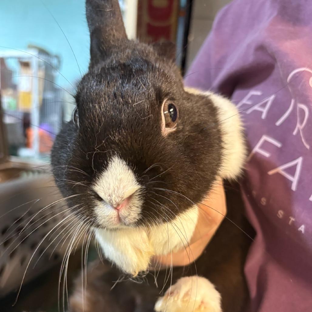 Sprout, Adoptable, Baby Male Dutch.