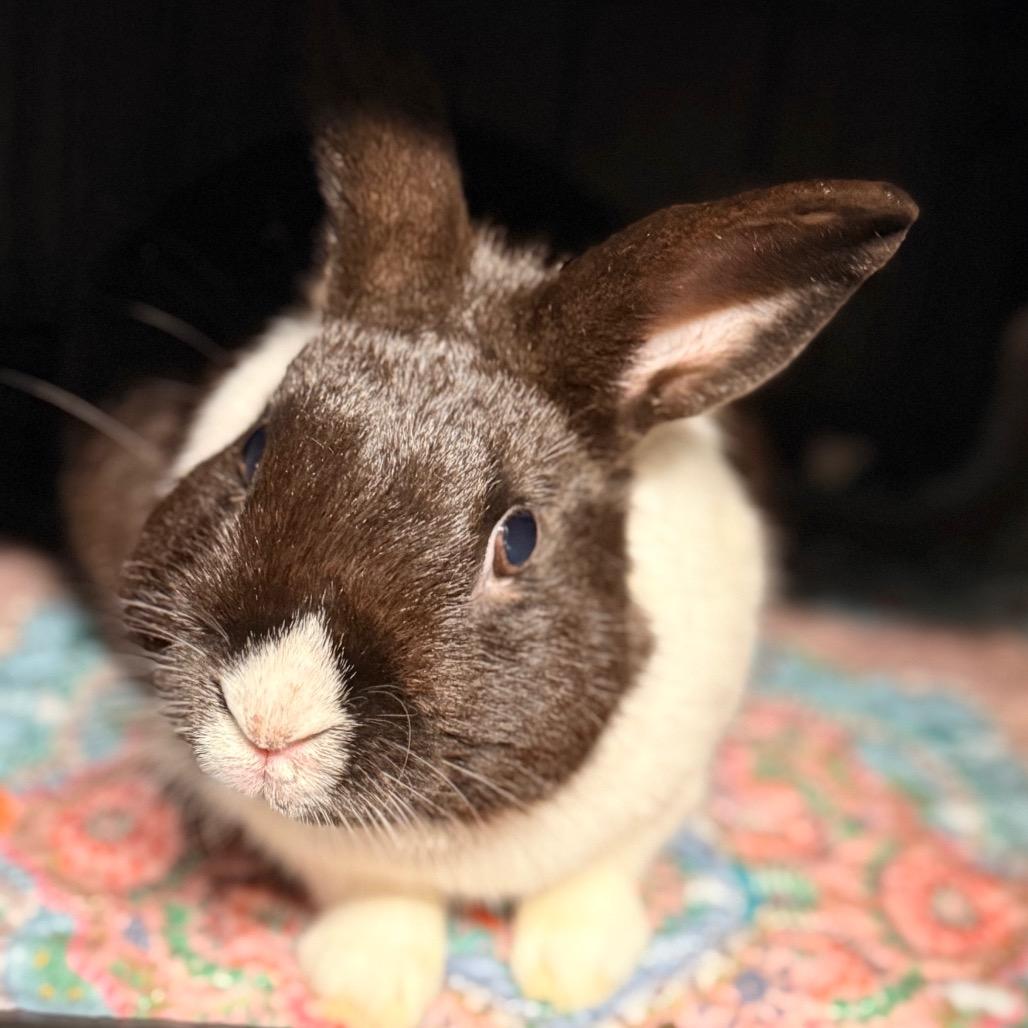 Enlarge Sprout, a Adoptable Dutch in Winston-Salem, NC image 2/2
