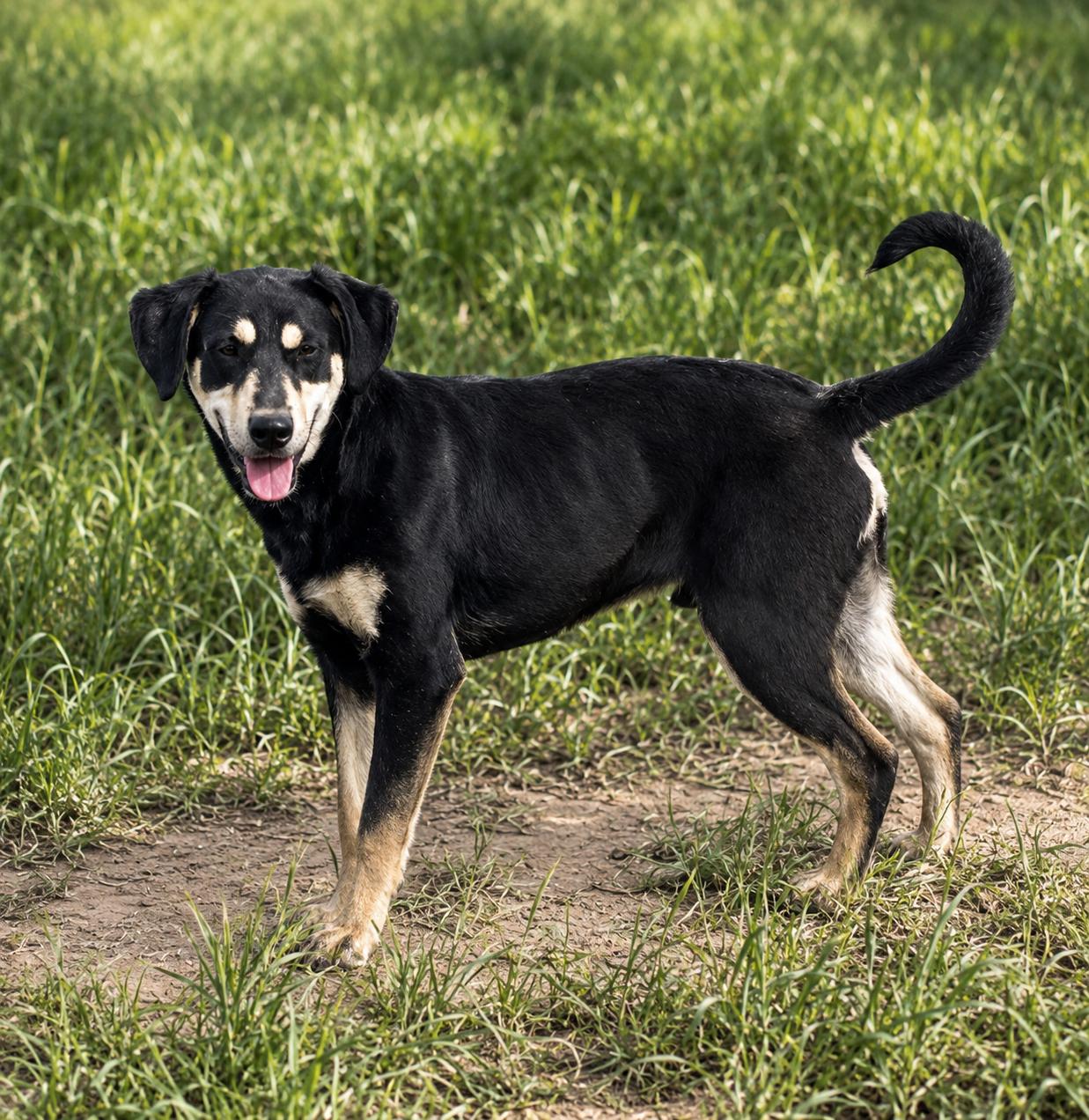 Ash, ADOPTABLE, Young Male Doberman Pinscher & Pug.