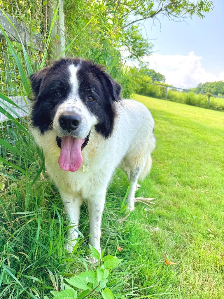 Knox, Adoptable, Adult Male Great Pyrenees.