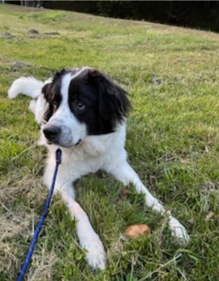 Enlarge Knox, a Adoptable Great Pyrenees in Hudson, NY image 2/4