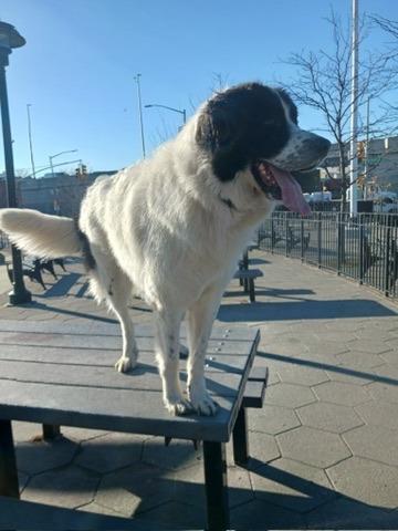 Enlarge Knox, a Adoptable Great Pyrenees in Hudson, NY image 3/4