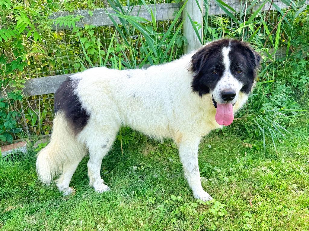 Enlarge Knox, a Adoptable Great Pyrenees in Hudson, NY image 4/4