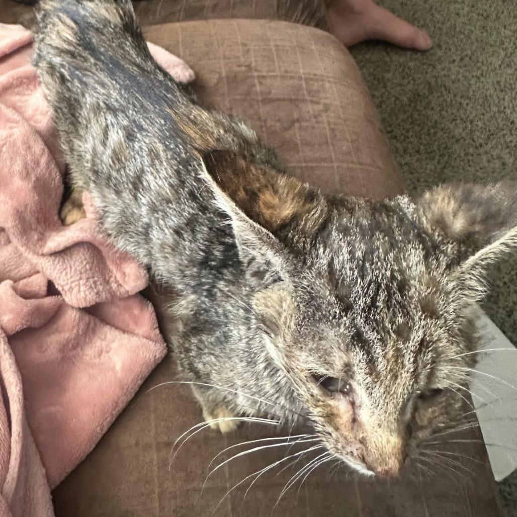 Honey, a Adoptable Domestic Short Hair in Enterprise, AL image 1/6