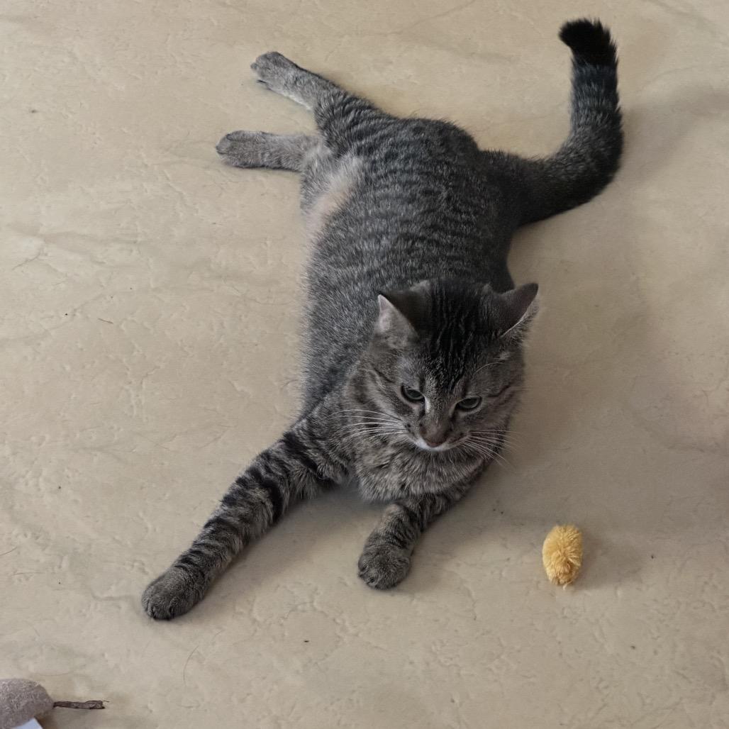 Honey, a Adoptable Domestic Short Hair in Enterprise, AL image 2/6