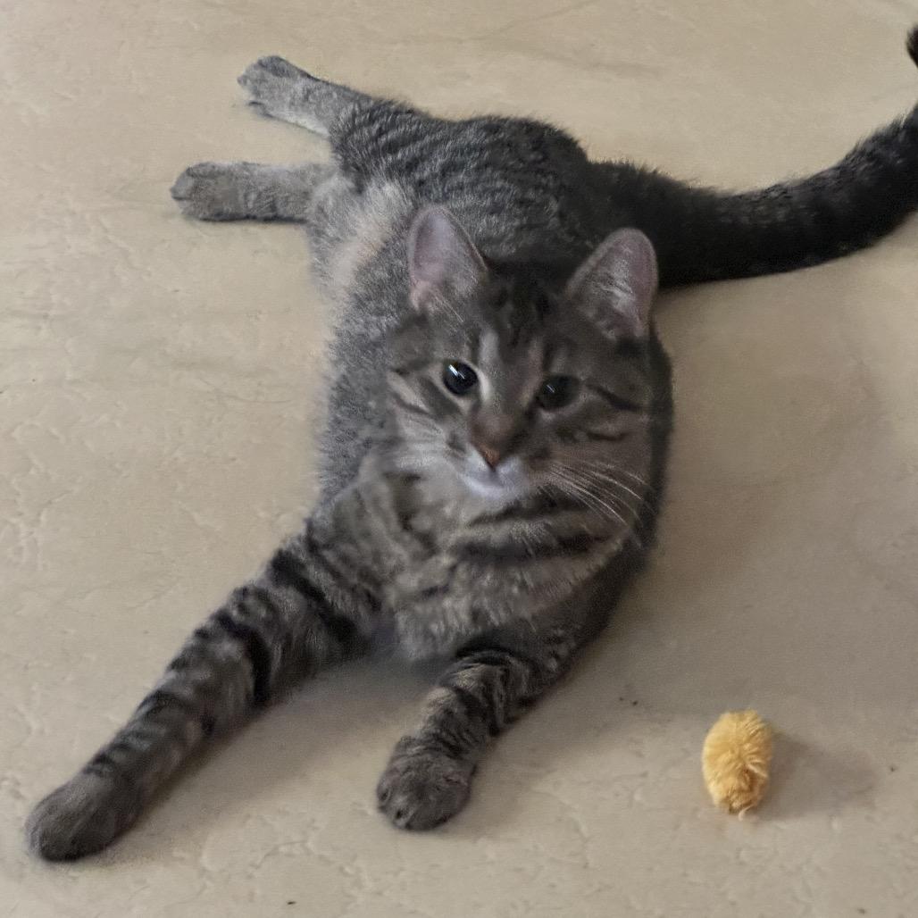 Honey, a Adoptable Domestic Short Hair in Enterprise, AL image 3/6