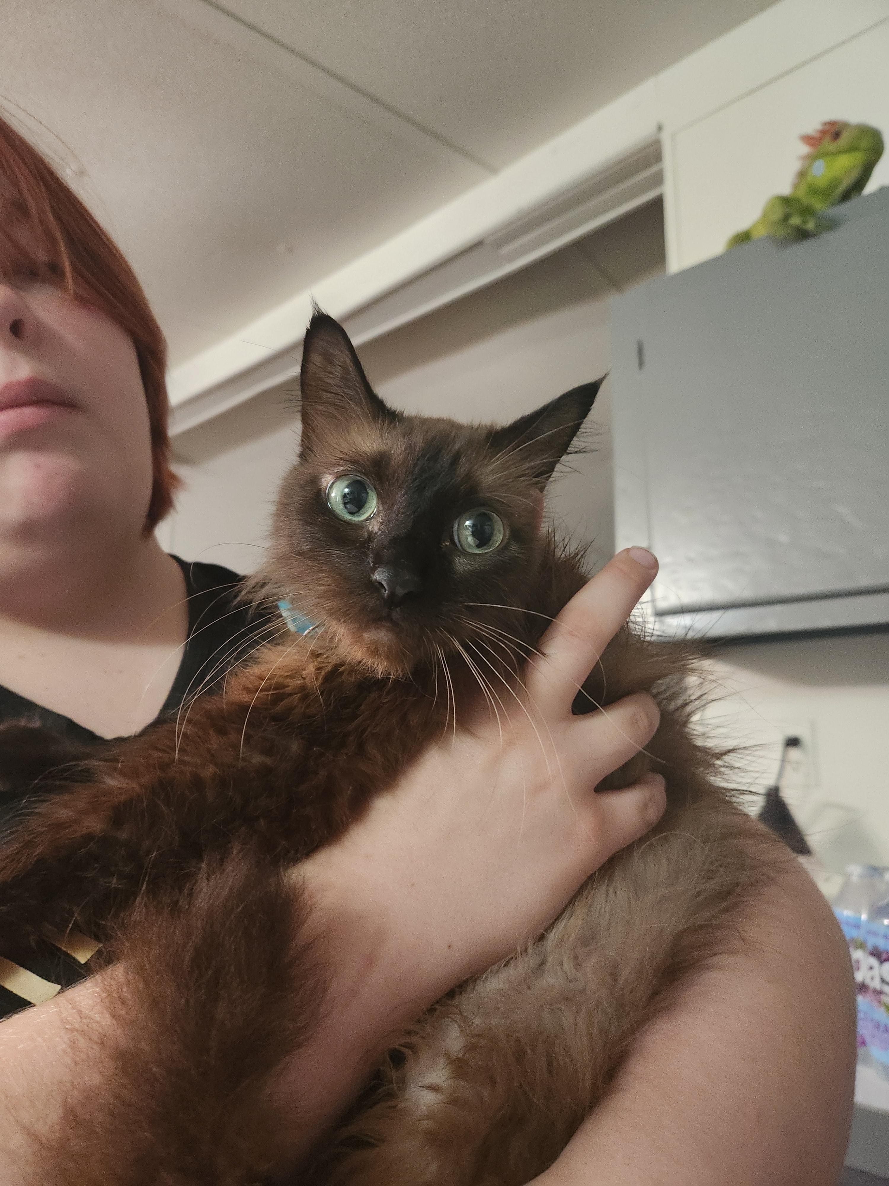 Romeo, an adopted Siamese in Mount Pleasant, TX image 4/4