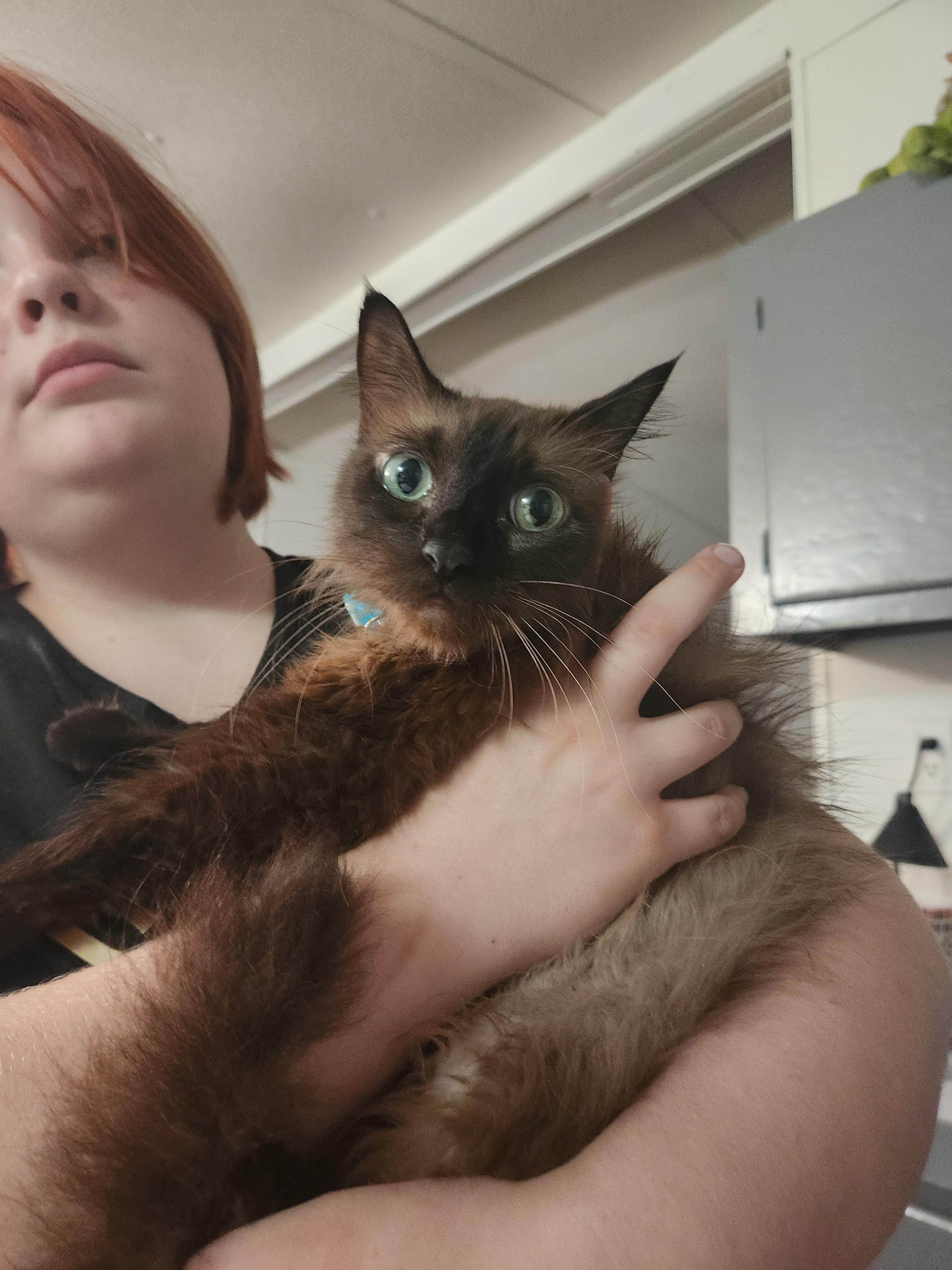 Romeo, an adopted Siamese in Mount Pleasant, TX image 3/4