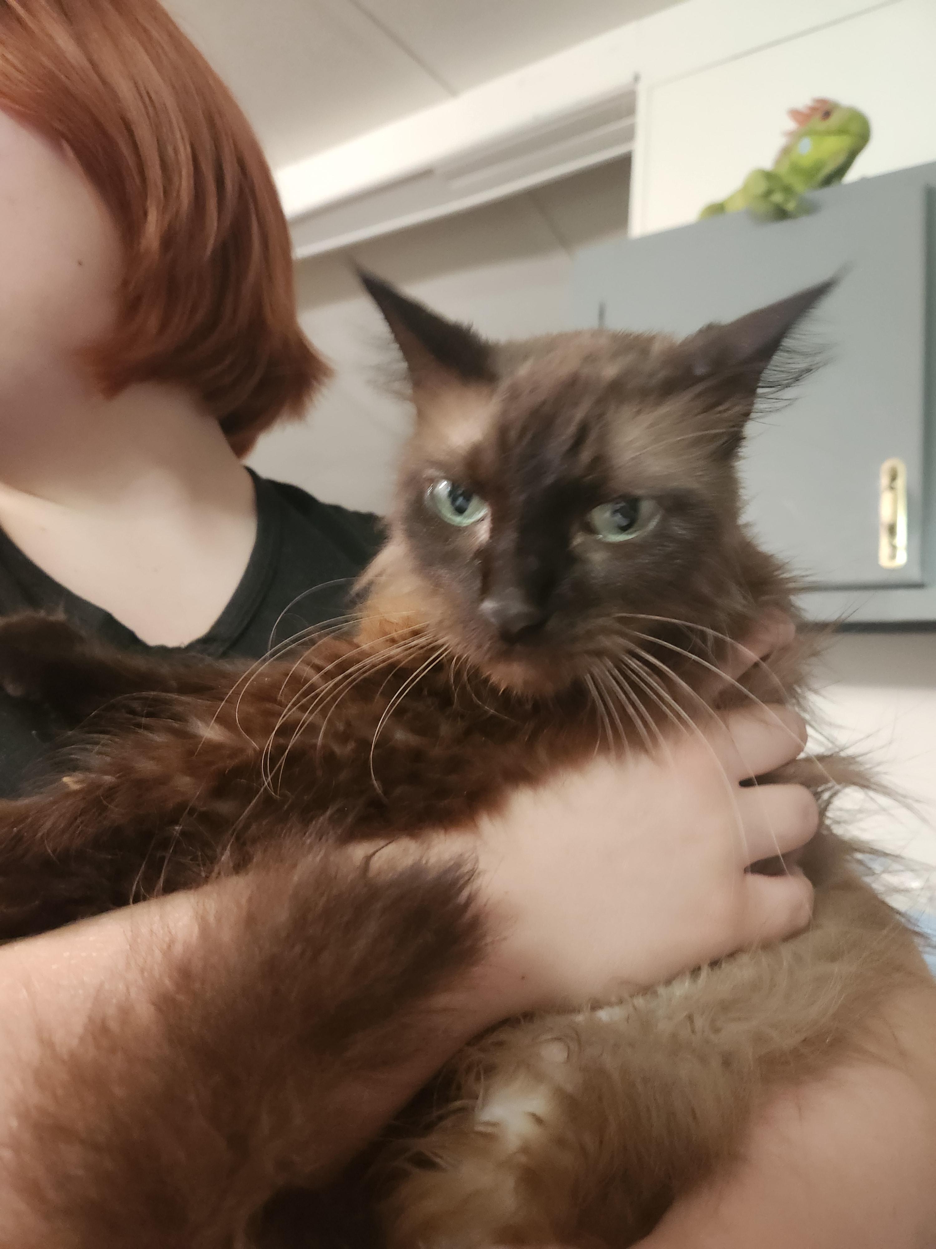 Romeo, an adopted Siamese in Mount Pleasant, TX image 2/4