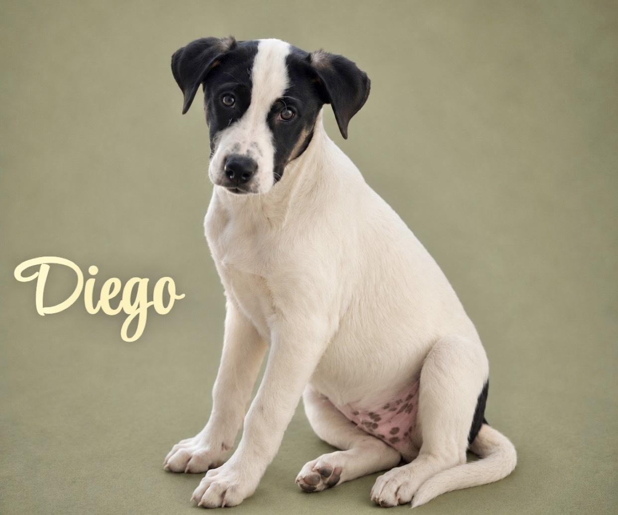 Diego, adopted, Puppy Male Catahoula Leopard Dog & Hound.