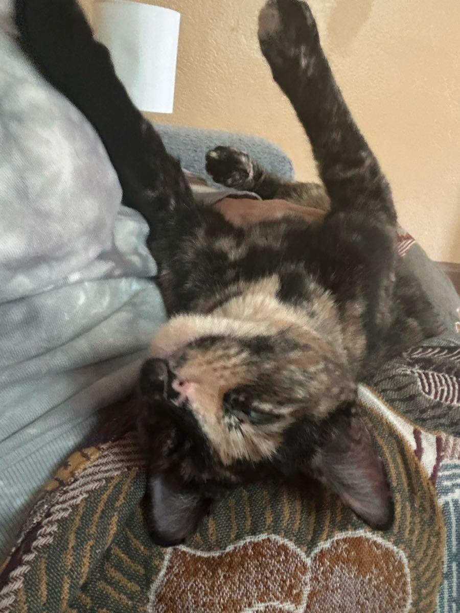 Enlarge Luna, a ADOPTABLE Tortoiseshell in New Orleans, LA image 3/4