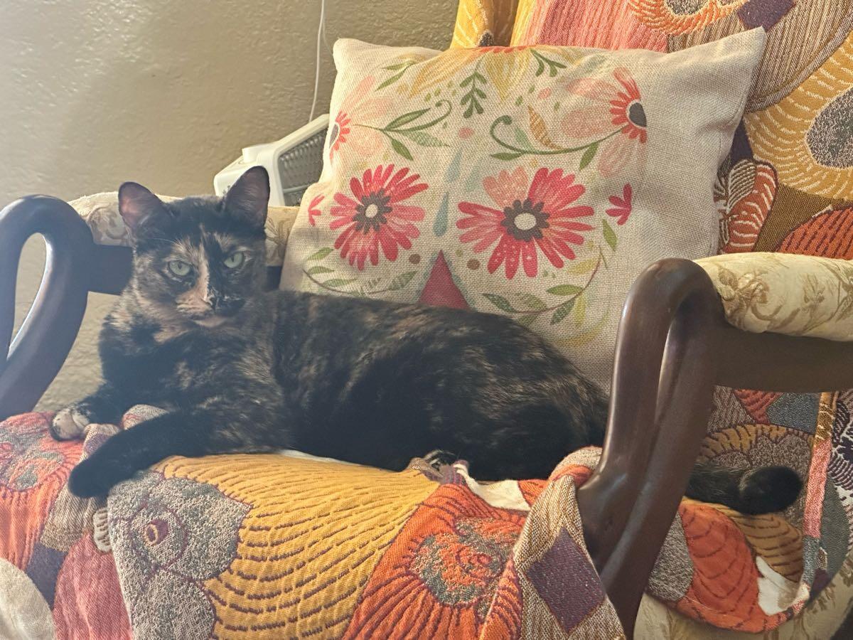 Enlarge Luna, a ADOPTABLE Tortoiseshell in New Orleans, LA image 1/4