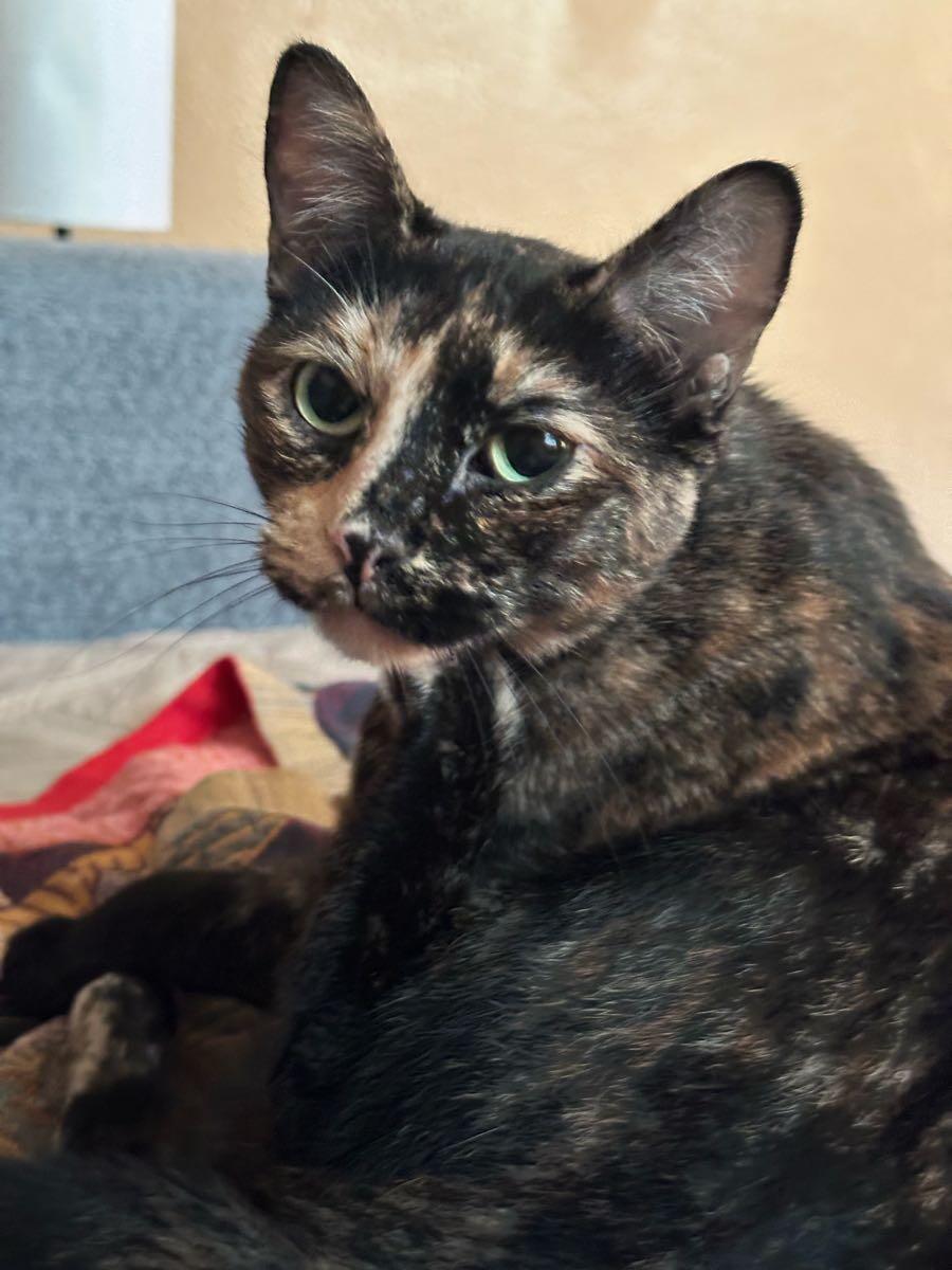 Enlarge Luna, a ADOPTABLE Tortoiseshell in New Orleans, LA image 2/4