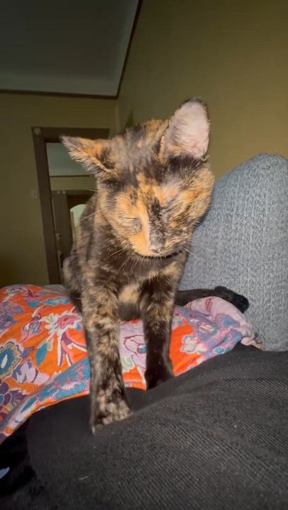 Enlarge Luna, a ADOPTABLE Tortoiseshell in New Orleans, LA video 4/4