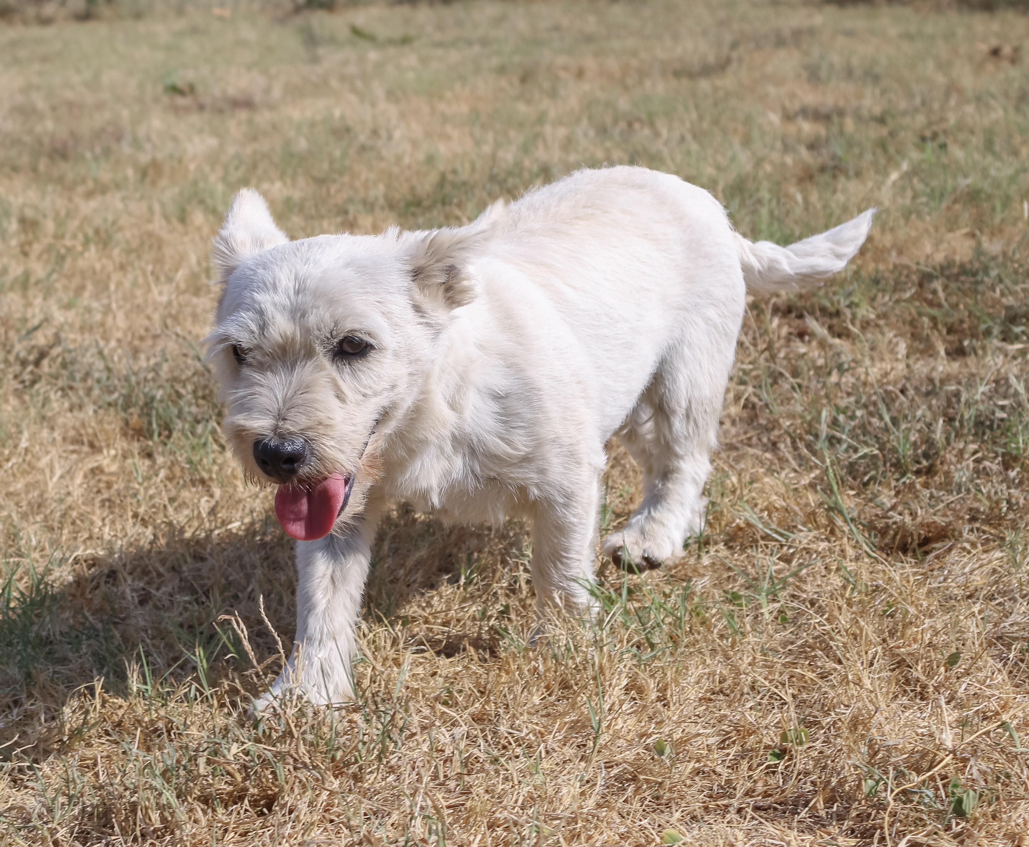 Enlarge Xena, a Adopted West Highland White Terrier / Westie in Neosho, MO image 2/3