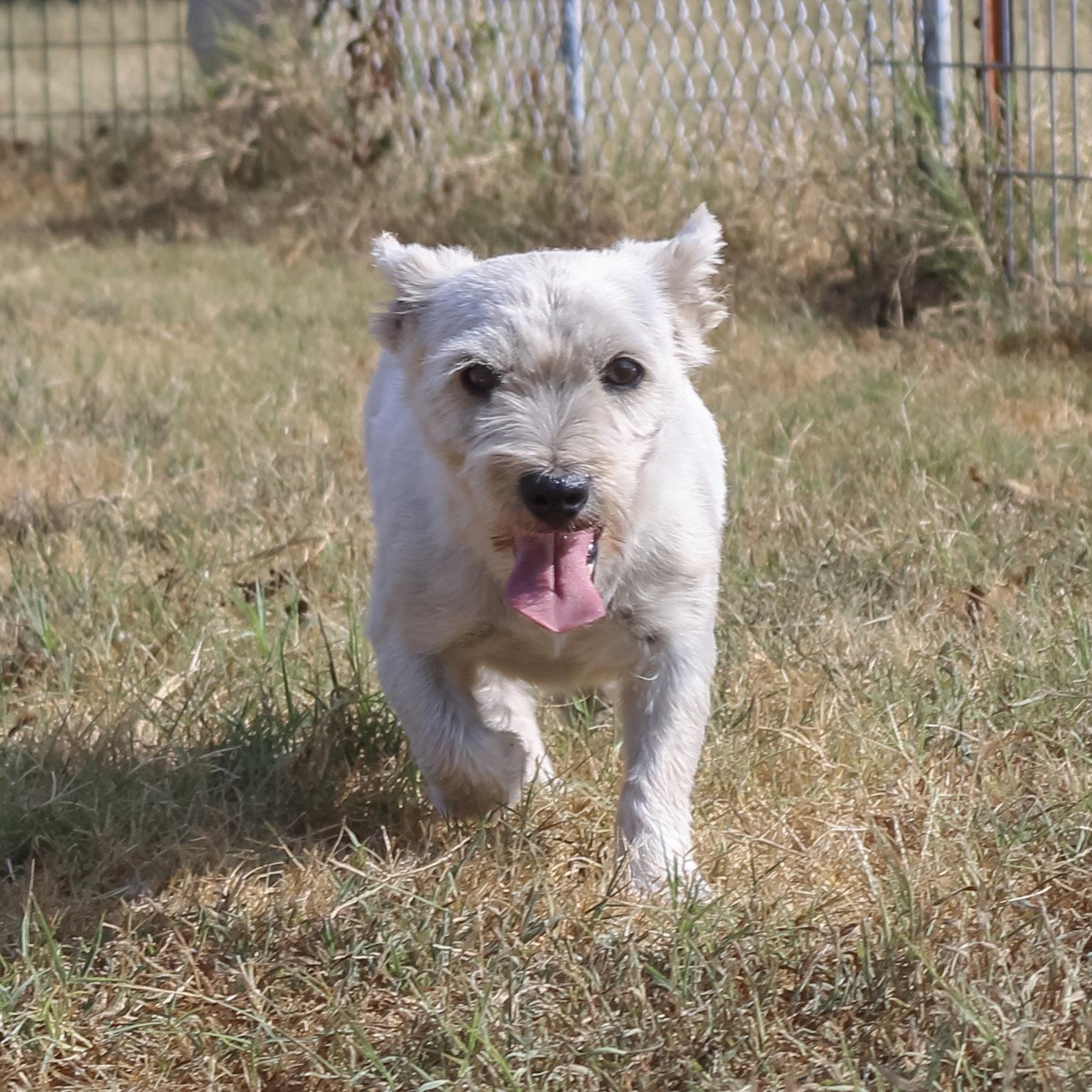Enlarge Xena, a Adopted West Highland White Terrier / Westie in Neosho, MO image 3/3