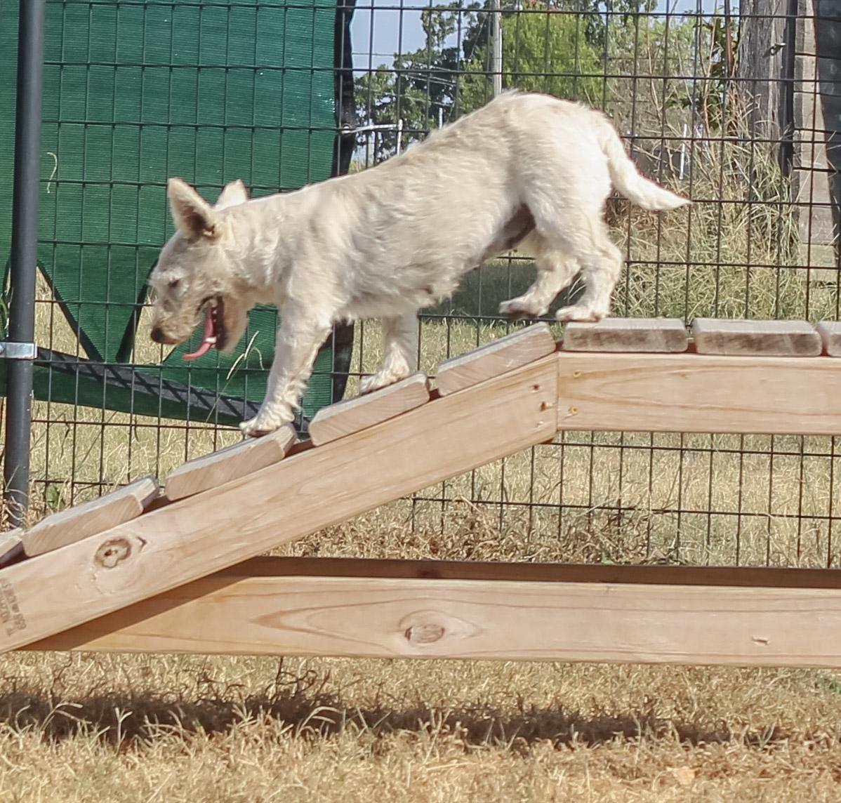 Enlarge Xena, a Adopted West Highland White Terrier / Westie in Neosho, MO image 1/3