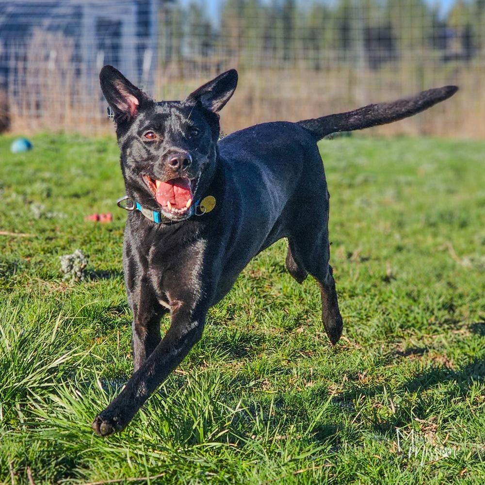 Cheeseburger, Adoptable, Adult Female Labrador Retriever.