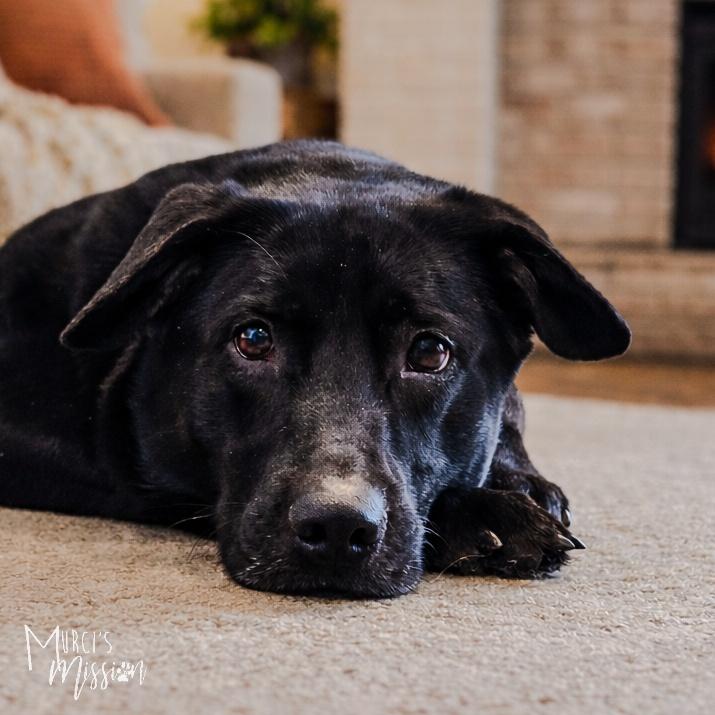 Enlarge Cheeseburger, a Adoptable mixed breed in Spokane , WA image 2/4