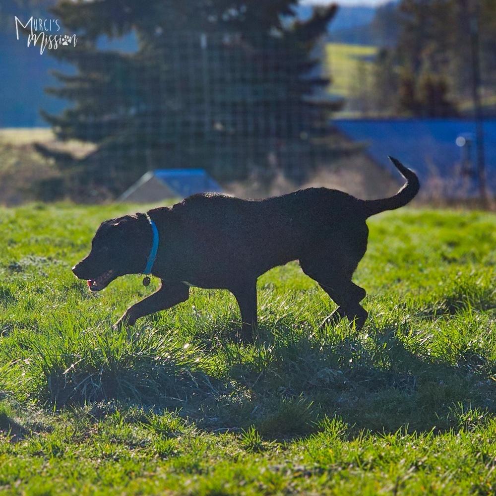 Enlarge Cheeseburger, a Adoptable mixed breed in Spokane , WA image 3/4